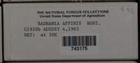 Badhamia affinis image
